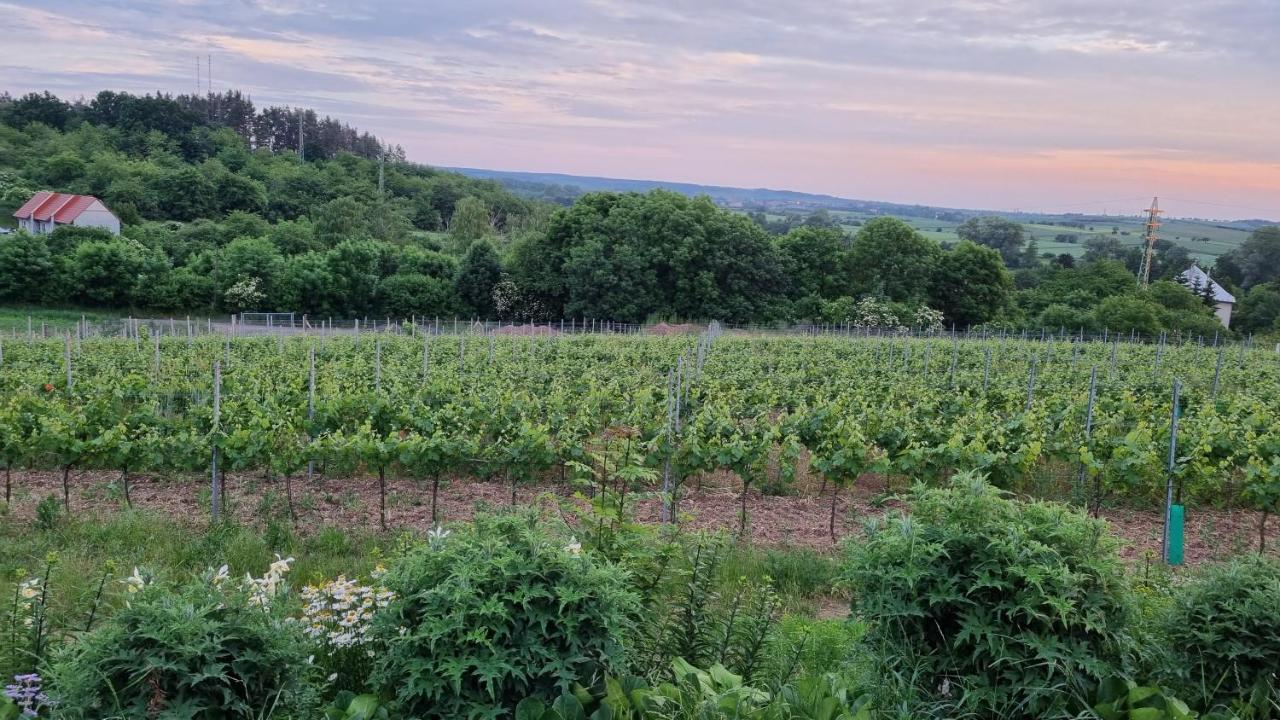 Pension Vinarstvi Klucov エクステリア 写真